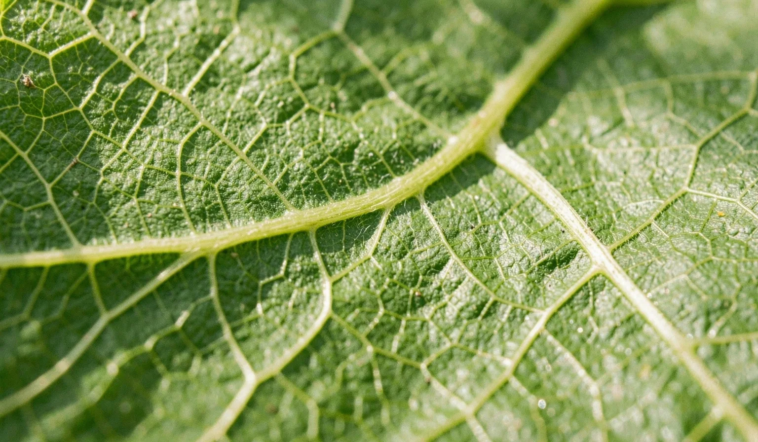 Détails cellulaires d'une structure végétale